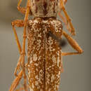 صورة Elaphidion fullonium Newman 1841