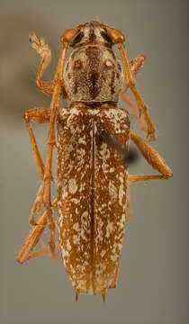 صورة Elaphidion fullonium Newman 1841