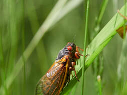 Image of Decim Periodical Cicada