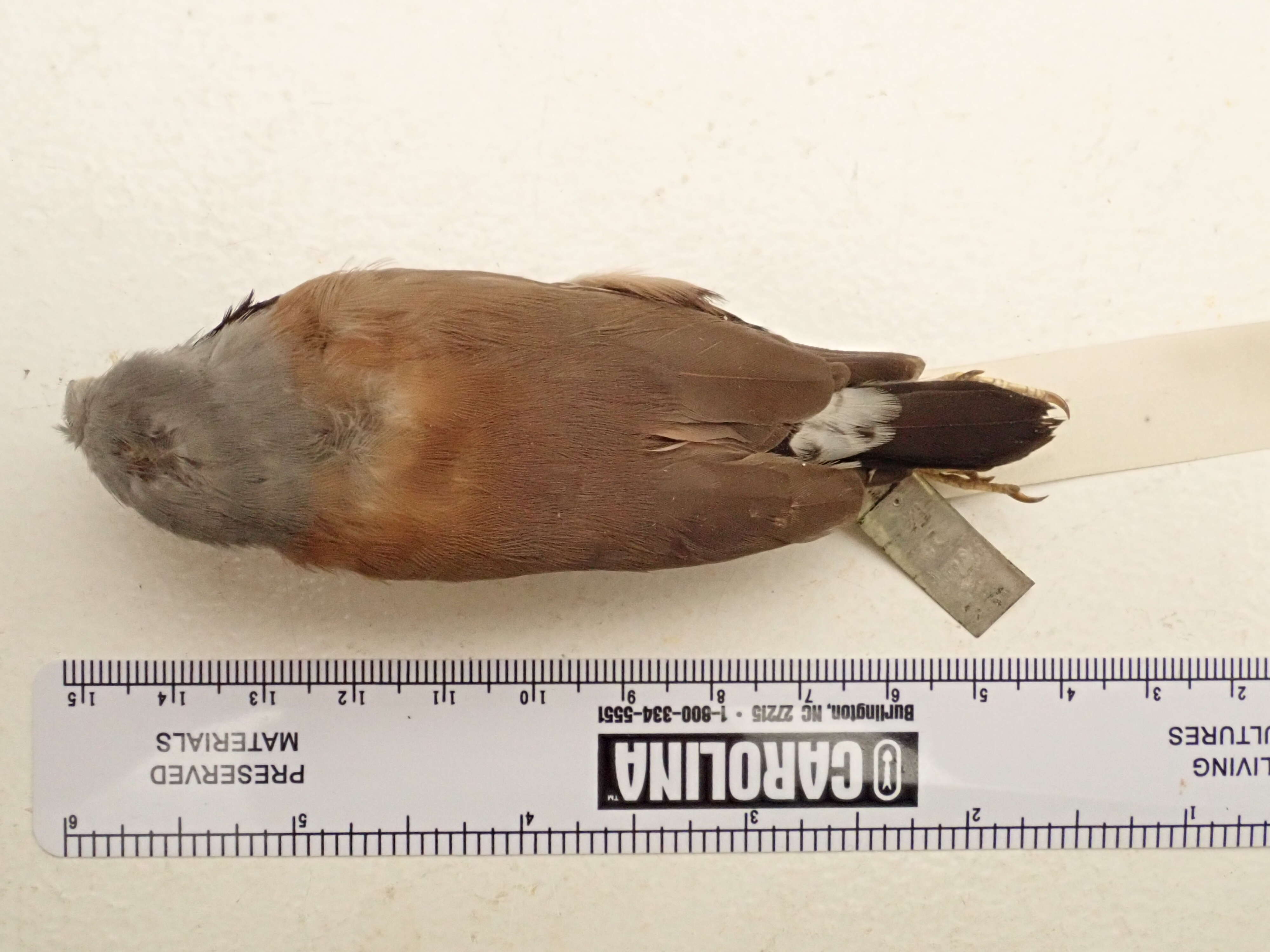 Image of Black-throated Finch