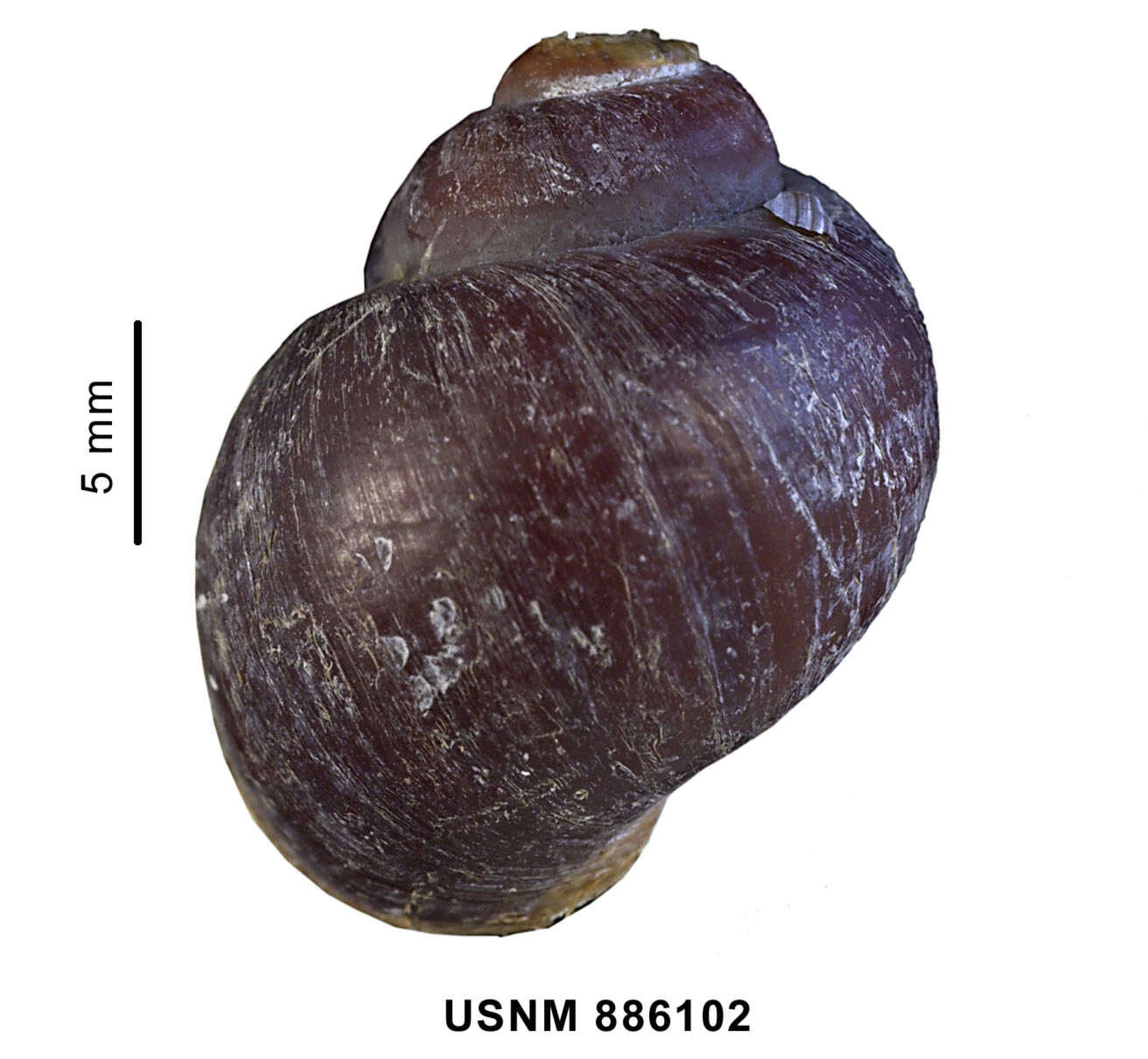 Image of Amauropsis rossiana E. A. Smith 1907