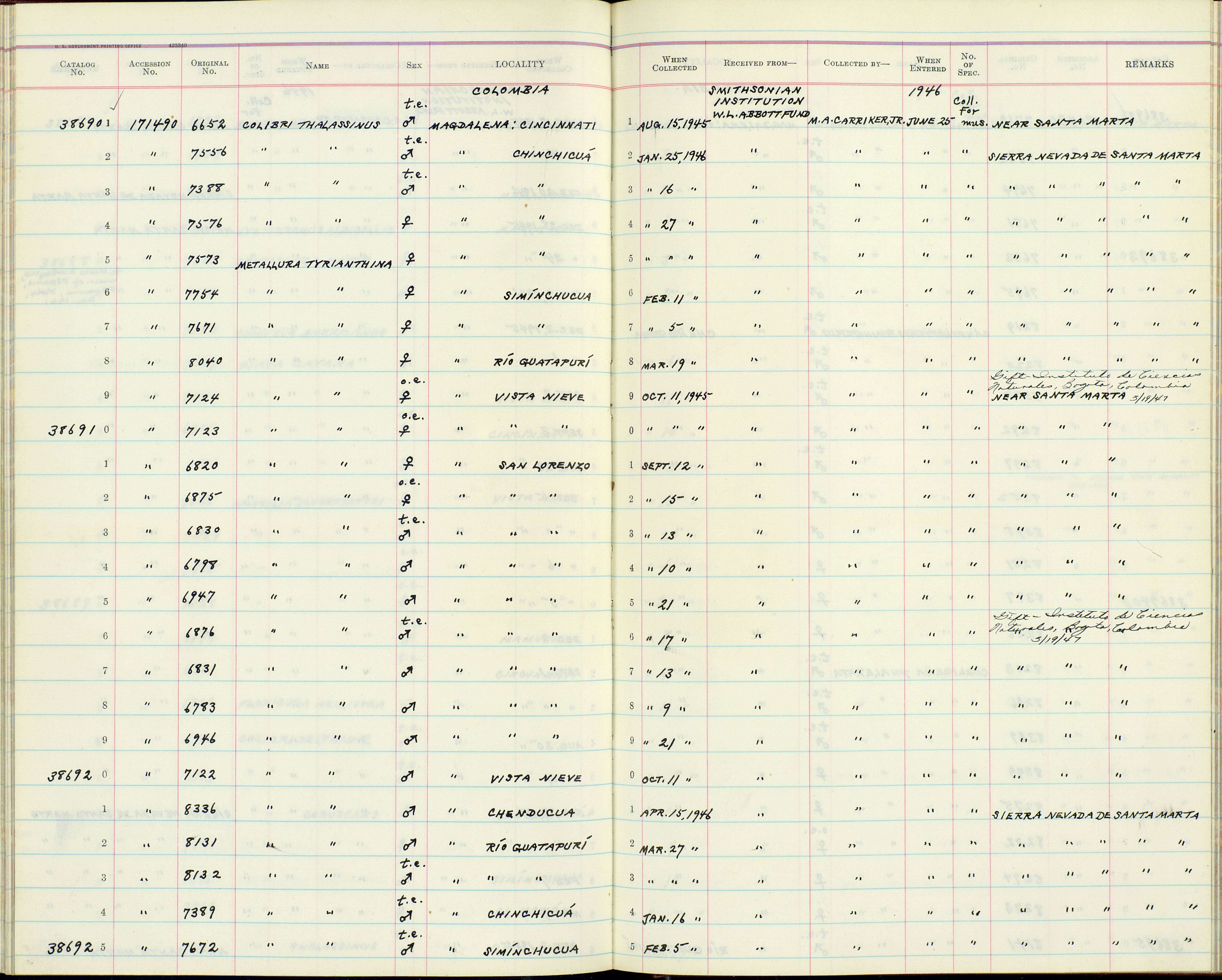 Plancia ëd Metallura tyrianthina districta Bangs 1899