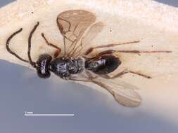 Image of Dacnusa anasella Stelfox