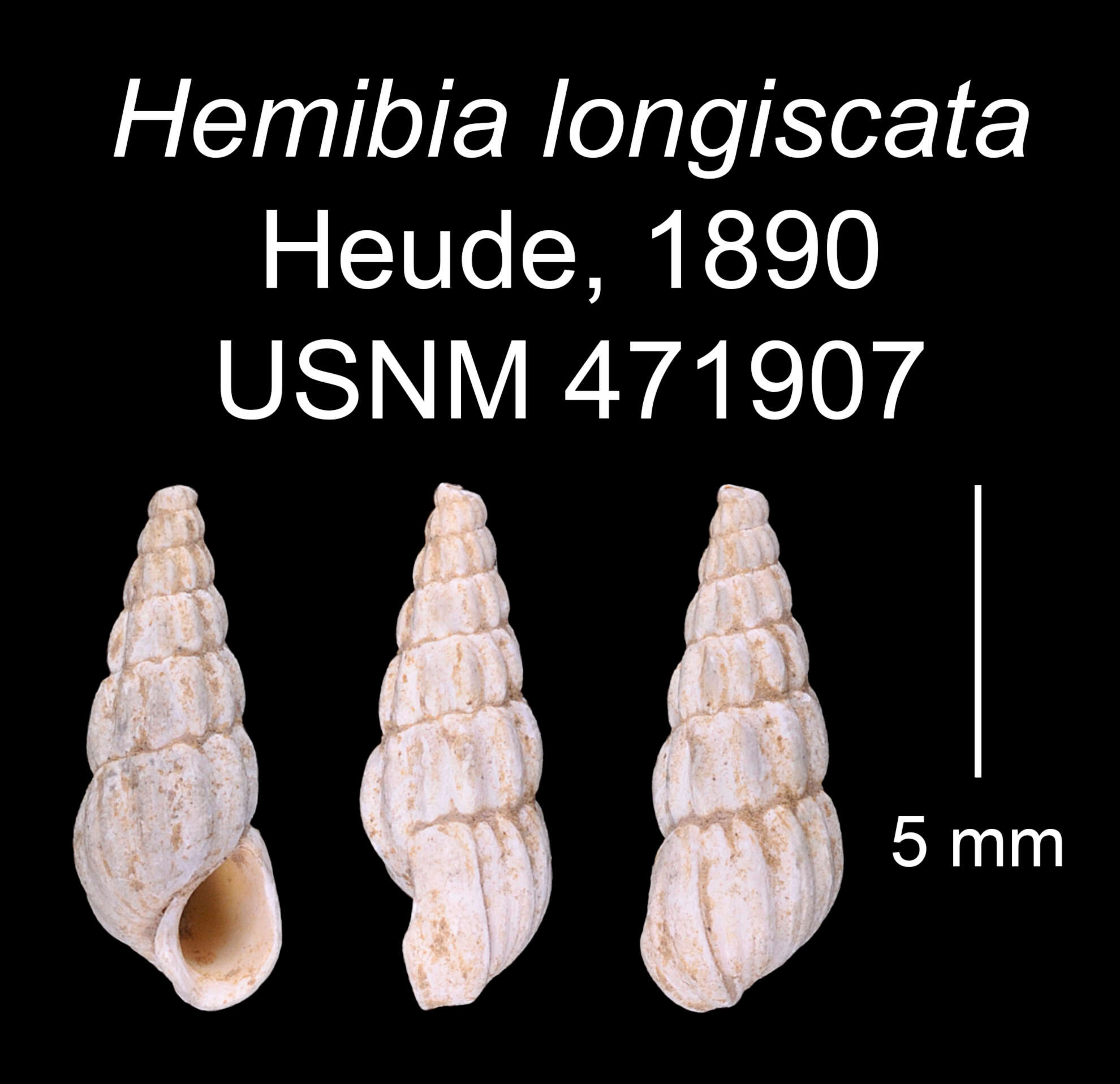 Image of Oncomelania hupensis hupensis