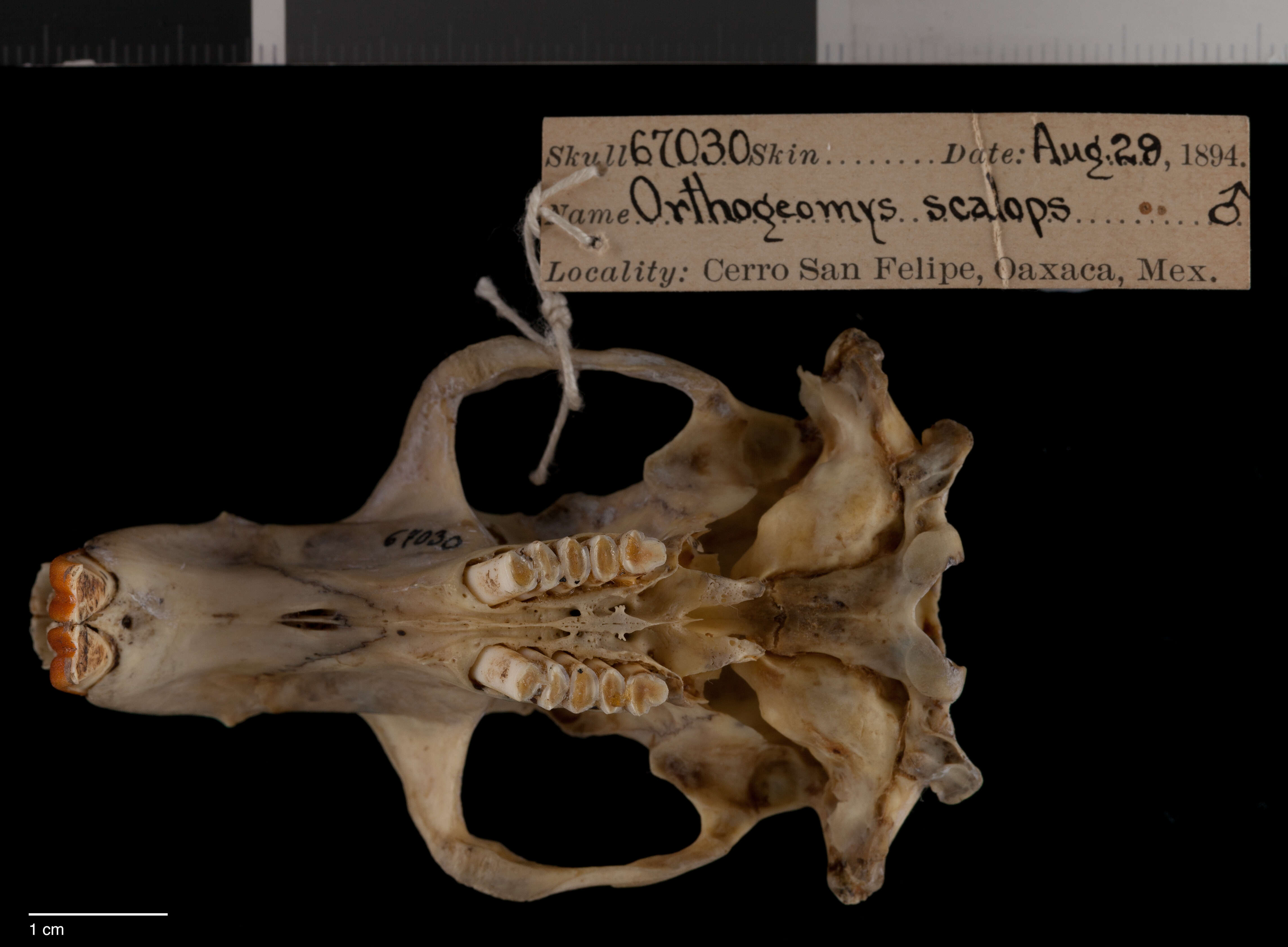 Image of Orthogeomys grandis felipensis Nelson & Goldman 1930