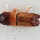 Image of Monarthrum pseudoparvum Wood 2007