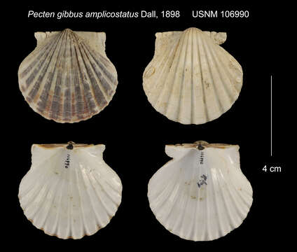 Image of Pecten gibbus (Linnaeus 1758)