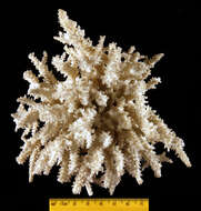 Image of Madrepora hystrix Dana 1846