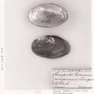 Image of Lampsilis texasensis compressus Simpson 1900