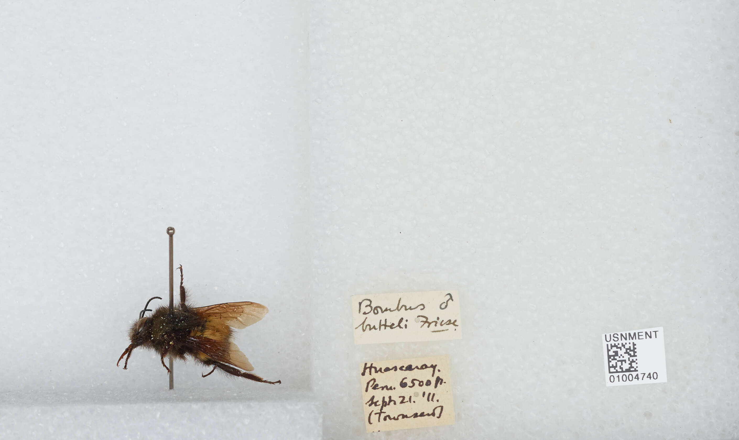 Image of Bombus butteli Friese 1903