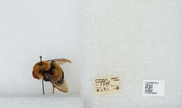 Слика од Bombus affinis Cresson 1864