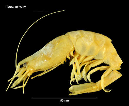 Image of Nematocarcinus lanceopes Spence Bate 1888