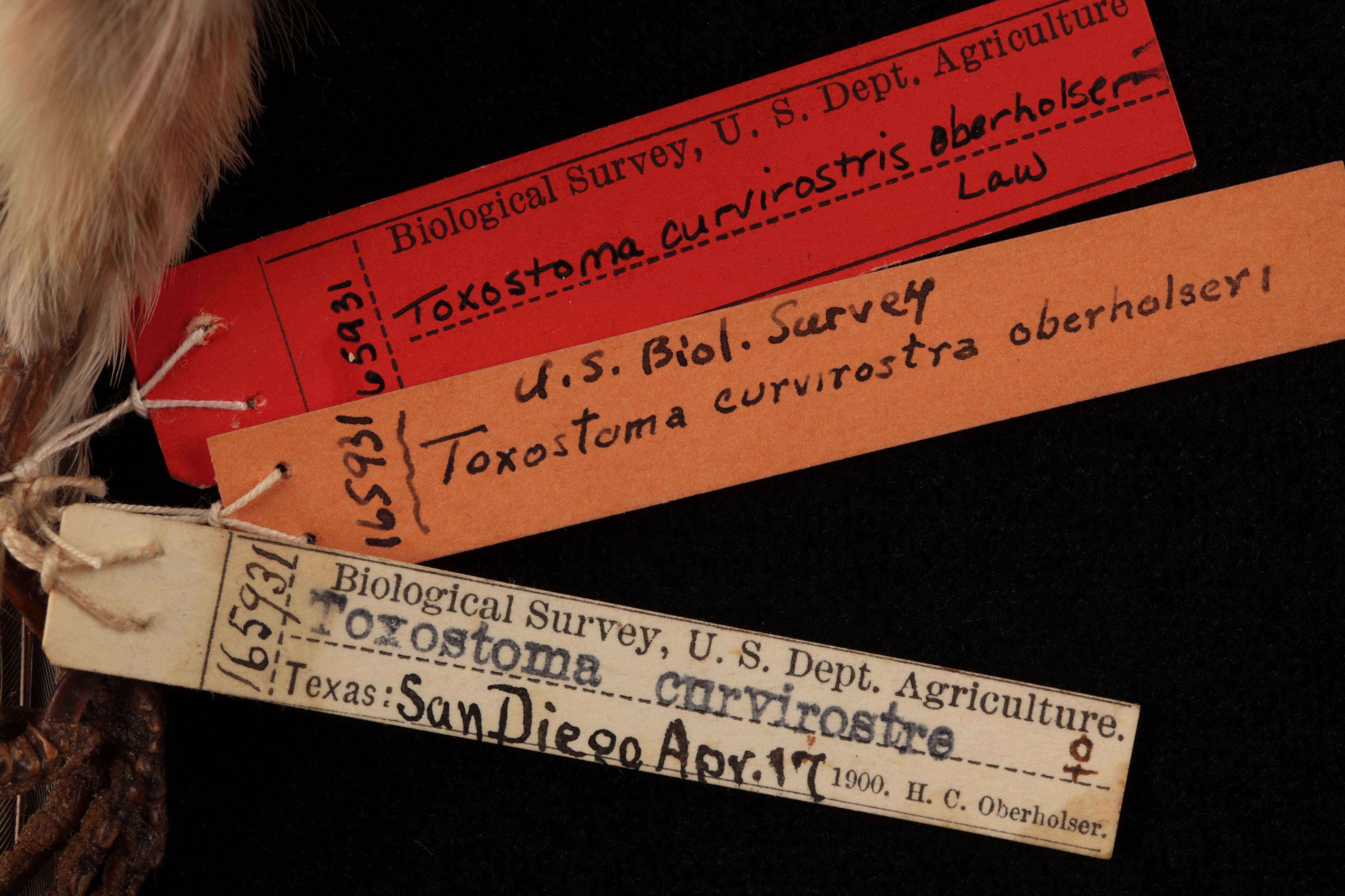 Image of Toxostoma curvirostre oberholseri Law 1928