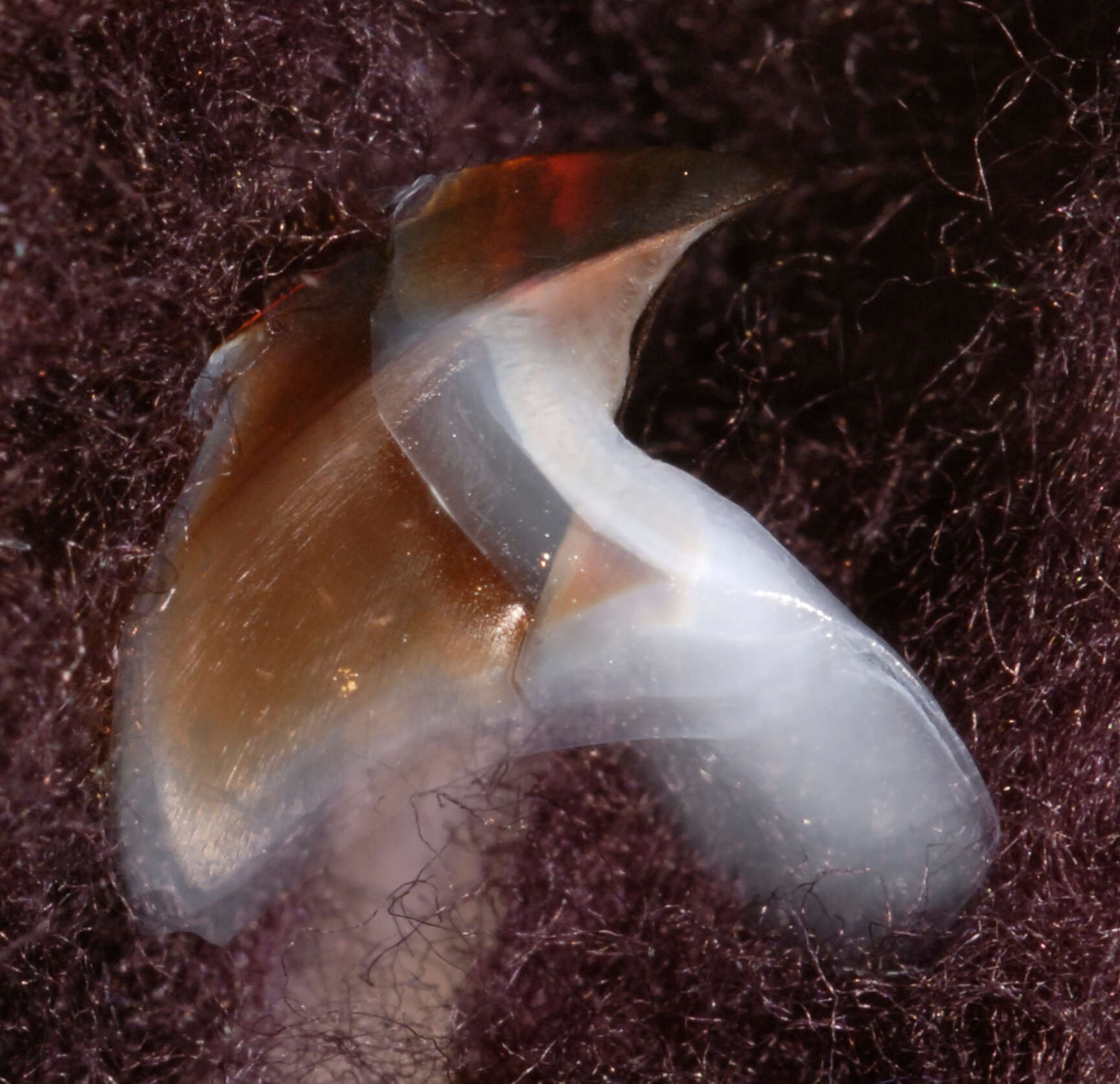 Image of Coffee bean scaled squid