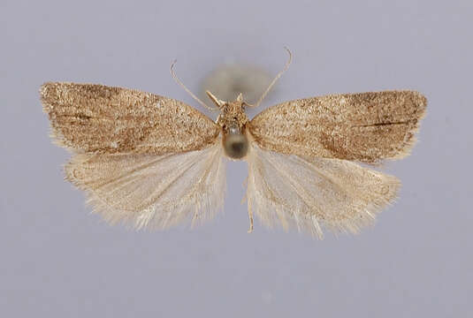 Image of Argyrotaenia cibdela Razowski 1988