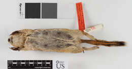 Callospermophilus lateralis chrysodeirus (Merriam 1890) resmi