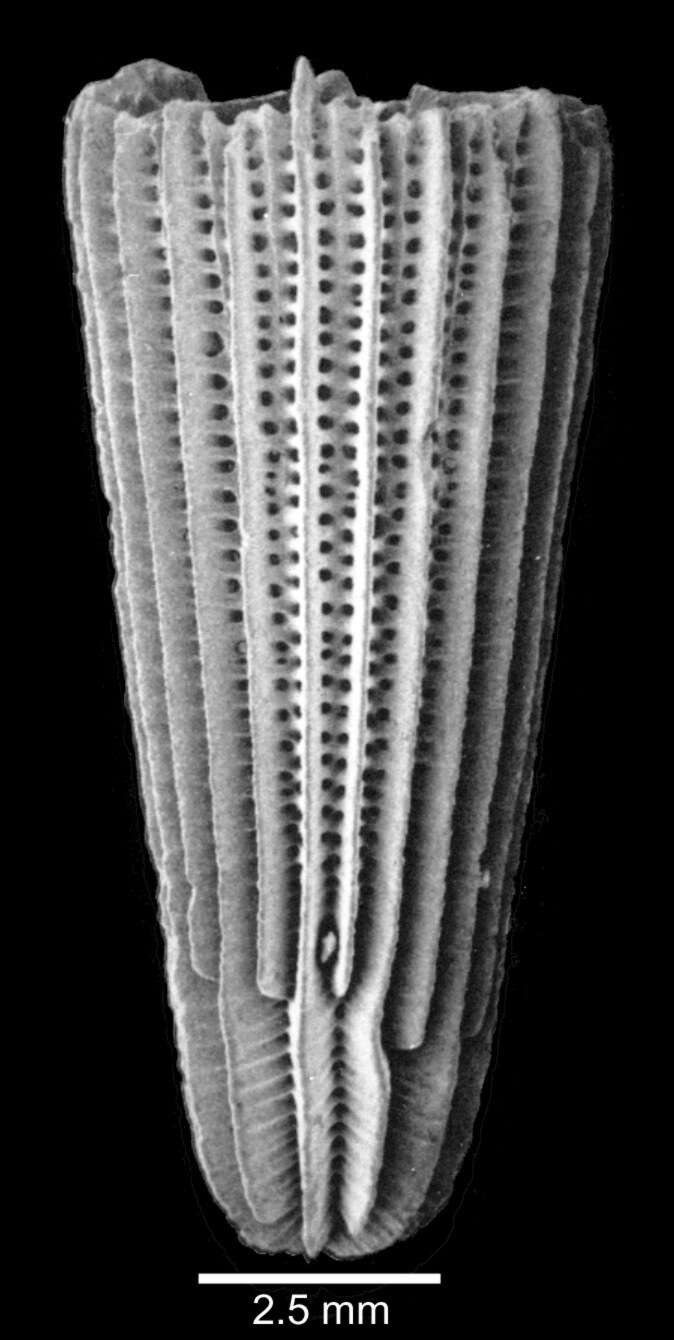 Image of Turbinolia sulcata Lamarck 1816