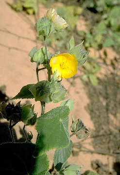 Image of hairy Indian mallow