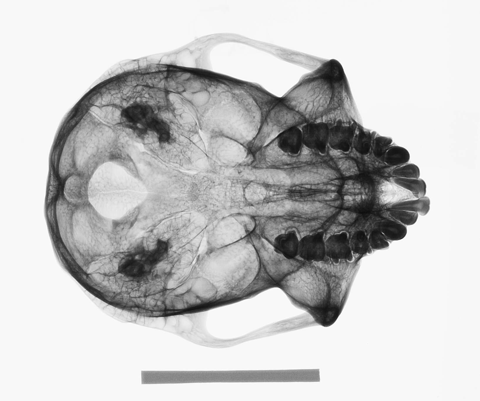 Image of Trachypithecus cristatus cristatus (Raffles 1821)