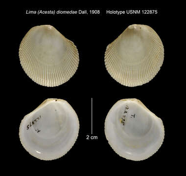 Image of Acesta diomedae (Dall 1908)