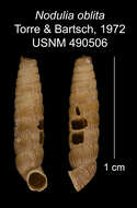 Image of <i>Nodulia oblita</i> Torre & Bartsch