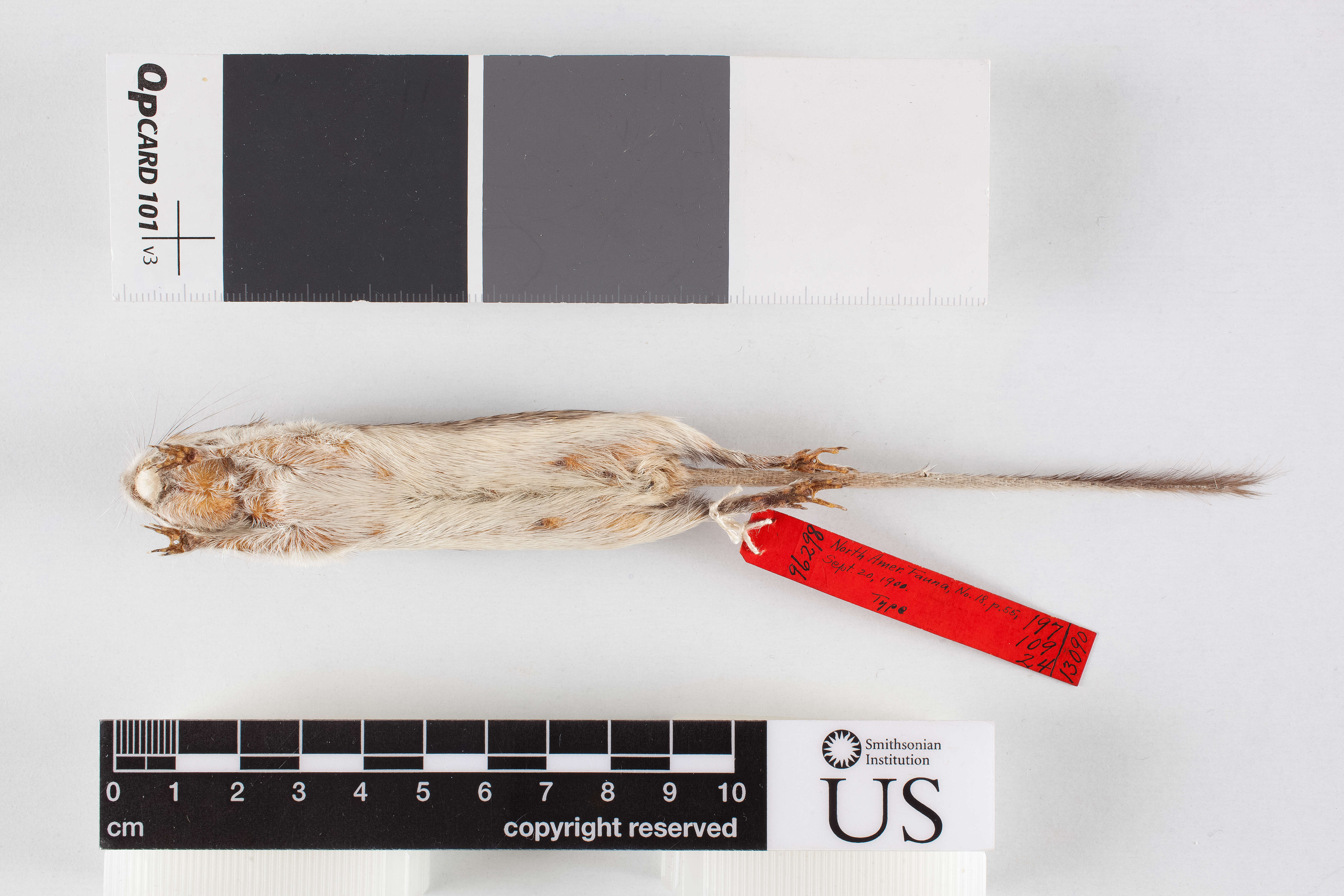 Image of narrow-skulled pocket mouse