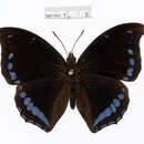 Charaxes laodice Drury 1782的圖片