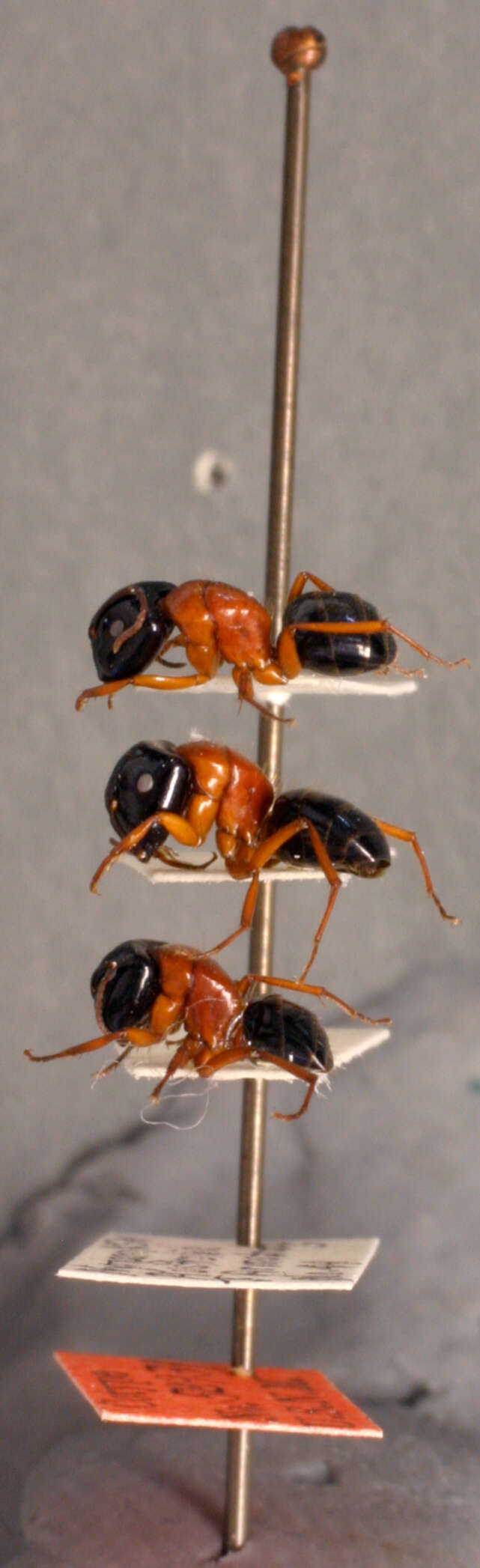 صورة Camponotus armstrongi McAreavey 1949