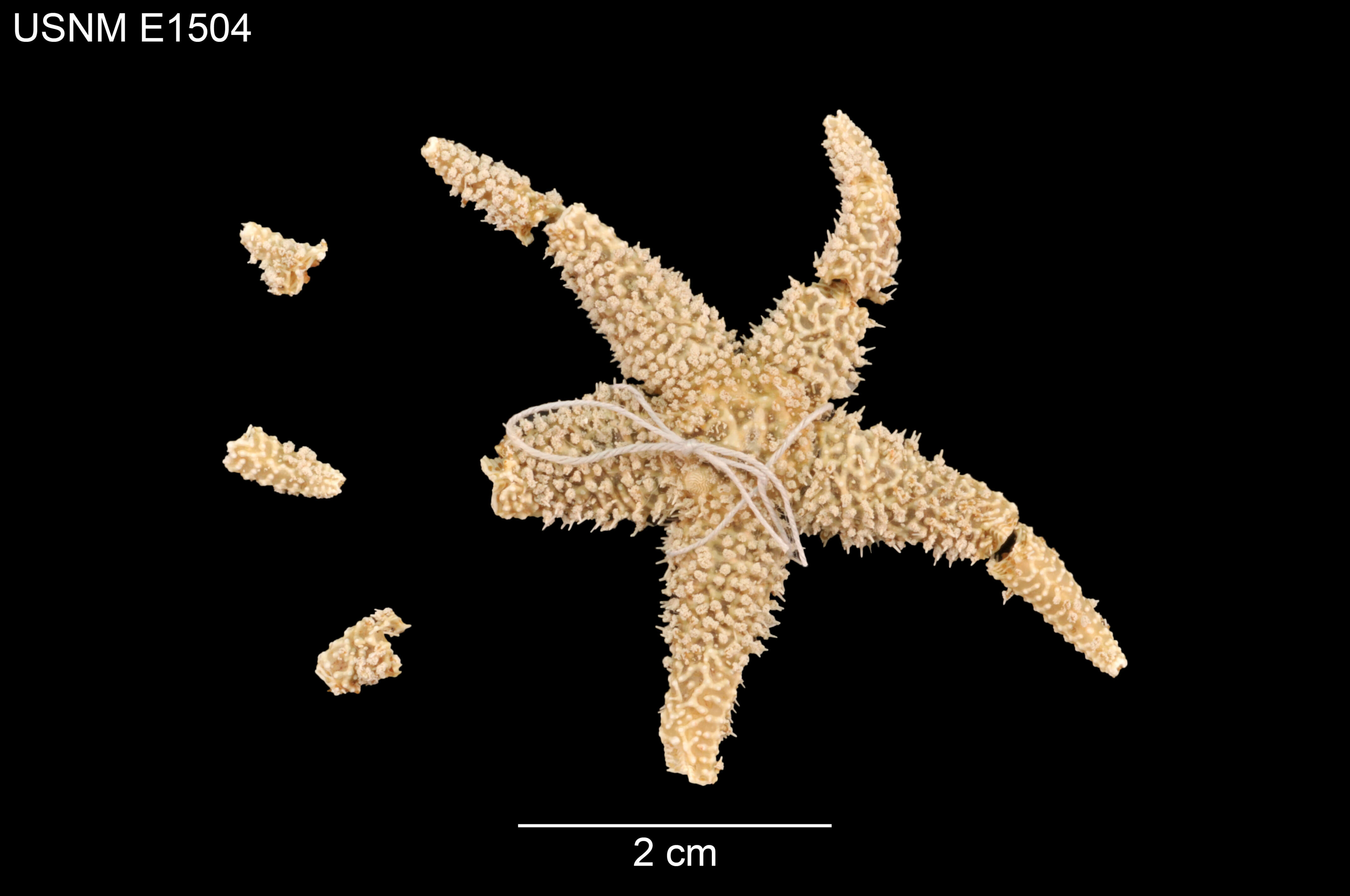 Leptasterias stolacantha Fisher 1930 resmi