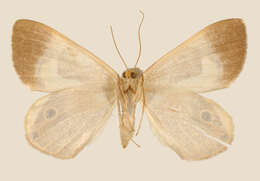 Imagem de <i>Ophthalmophora uncinata</i> Schaus