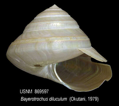 Sivun Bayerotrochus diluculum (Okutani 1979) kuva