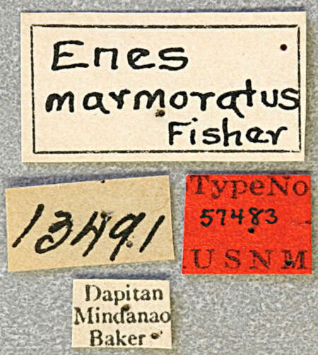 Image of Enes (Sibuyenes) marmoratus Fisher 1925