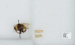 Image of Bombus patagiatus Nylander 1848