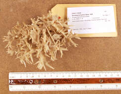 Image of Thin Birdsnest Coral