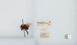 Image of Bombus funebris Smith 1854