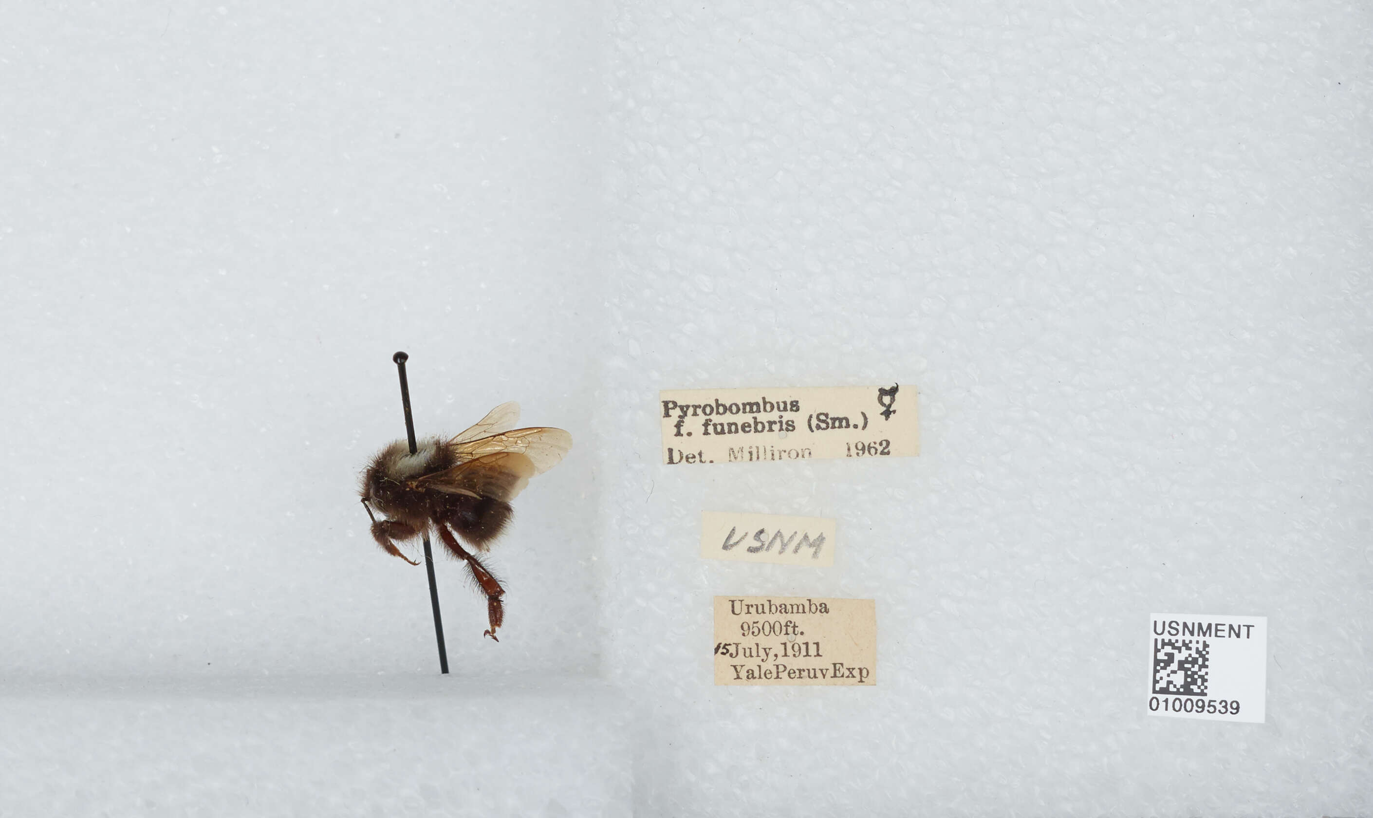 Image of Bombus funebris Smith 1854