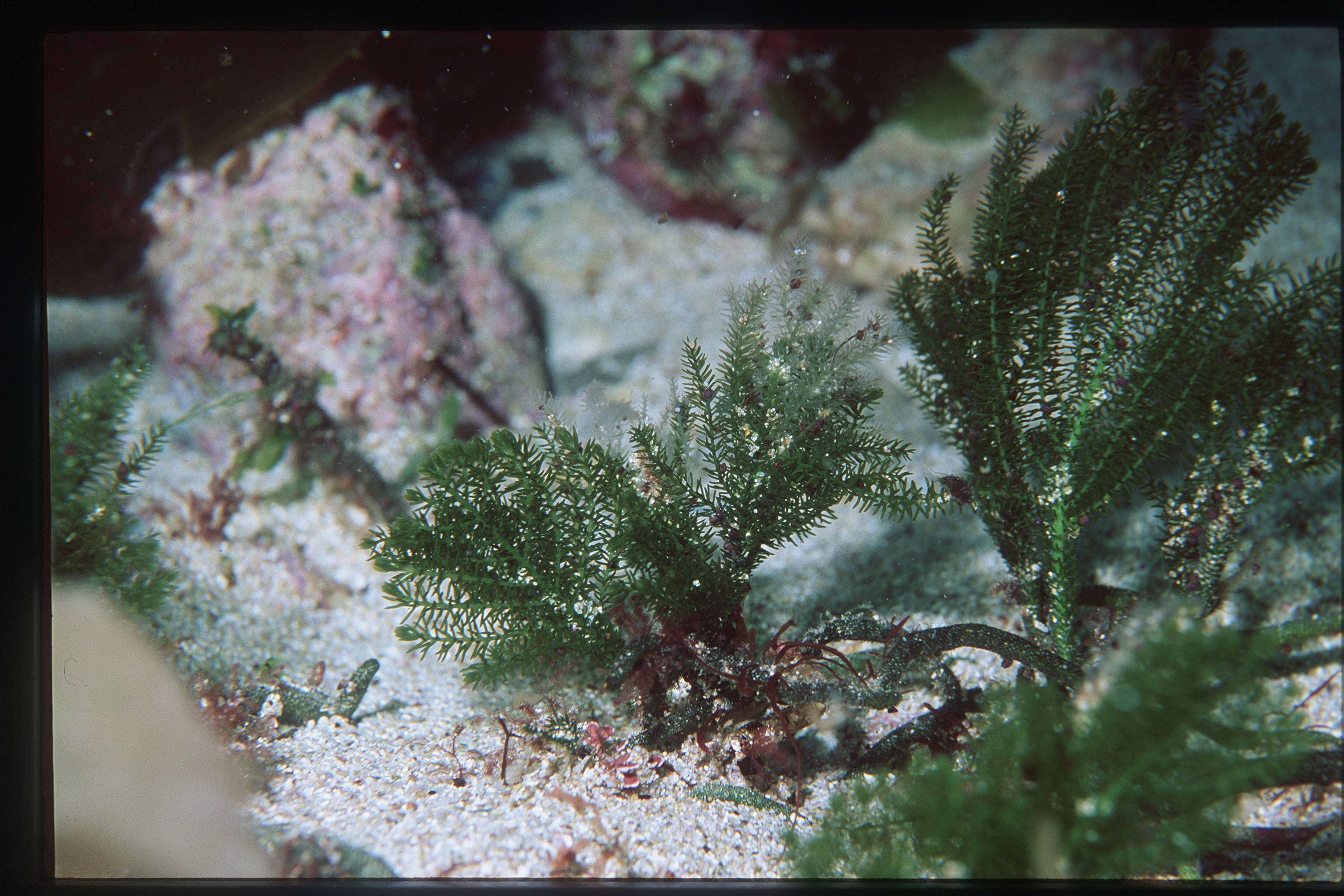 Image of Caulerpa J. V. F. Lamouroux 1809