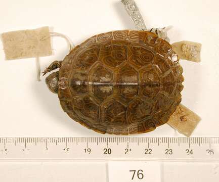 Image of Western River Cooter