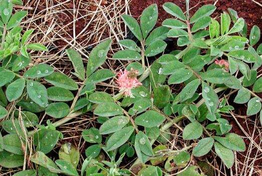 Слика од Indigofera hendecaphylla Jacq.