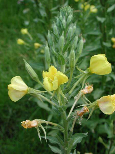 Image de Oenothera villosa subsp. strigosa (Rydb.) Dietrich & Raven