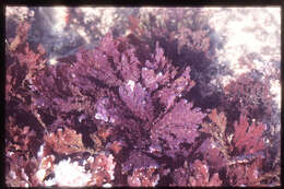Image of Plocamium corallorhiza (Turner) J. D. Hooker & Harvey 1845