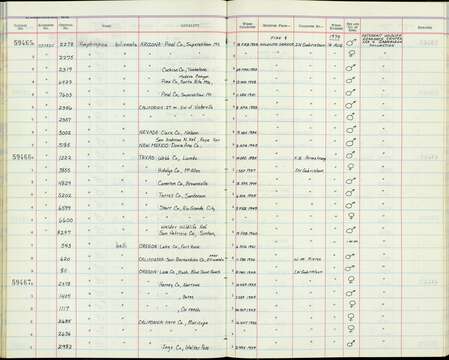 Plancia ëd Amphispiza bilineata opuntia Burleigh & Lowery 1939