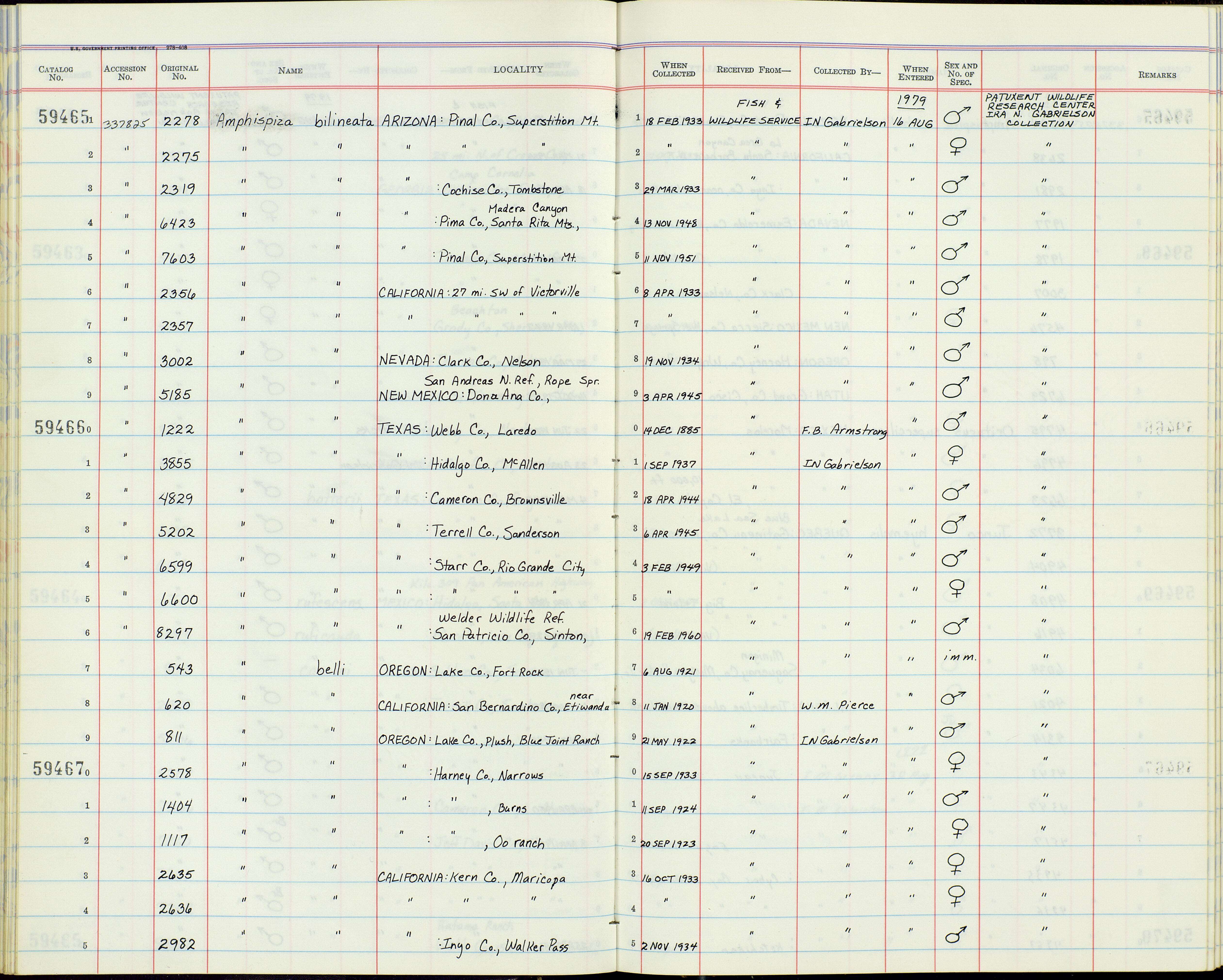 Sivun Amphispiza bilineata opuntia Burleigh & Lowery 1939 kuva