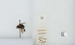 Plancia ëd Bombus hortulanus Friese 1904