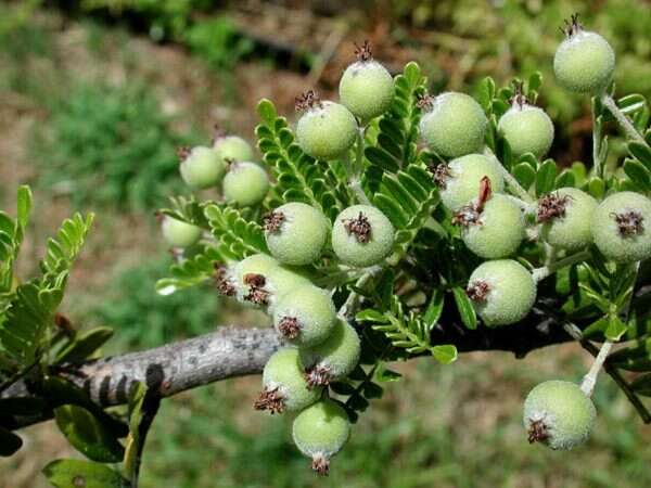 Image of Hawai'i hawthorn