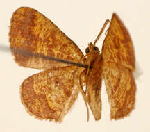 Image de Cyclomia sororcula Dognin 1911