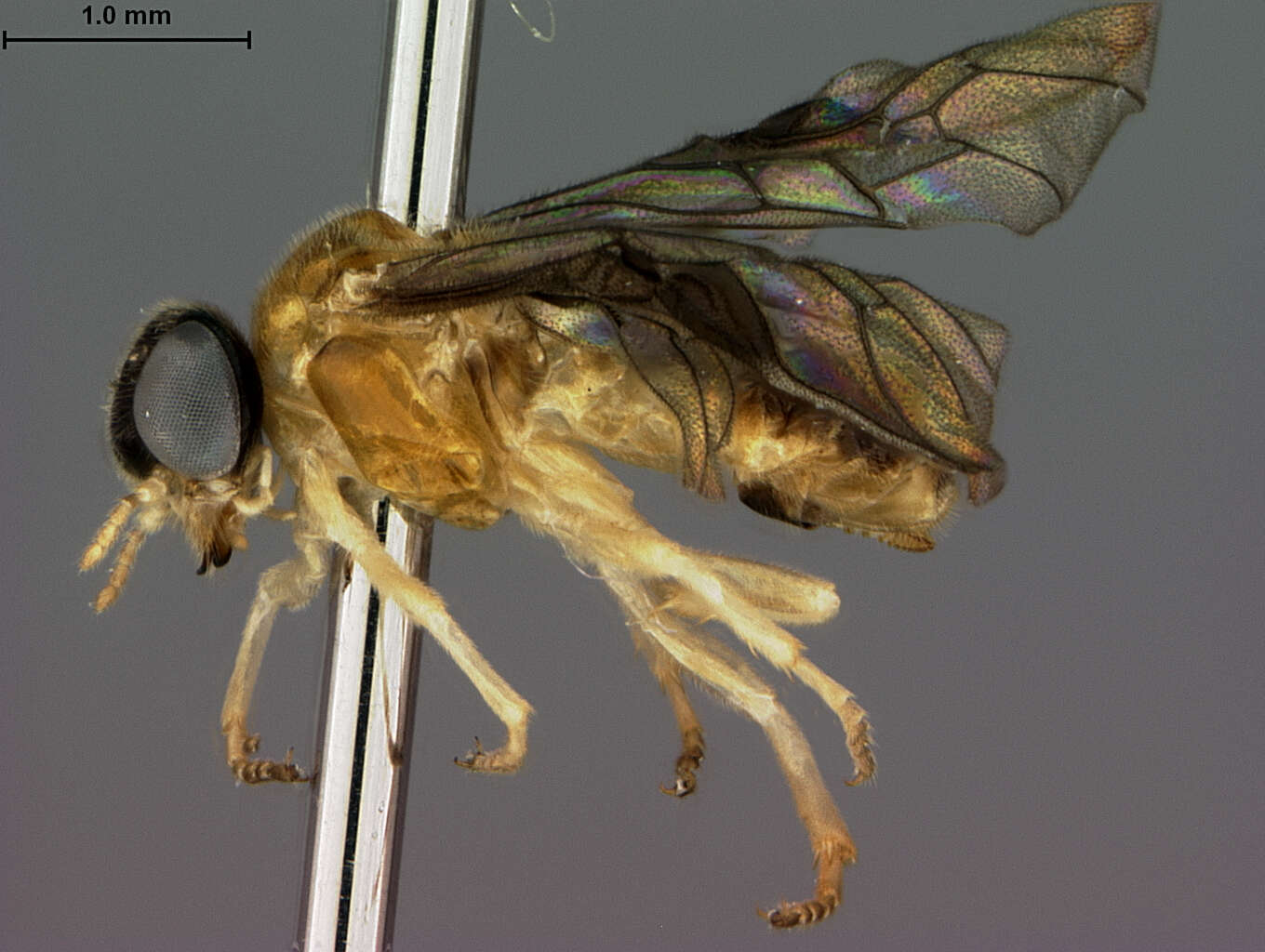 Image of <i>Acordulecera montserratensis</i> Smith