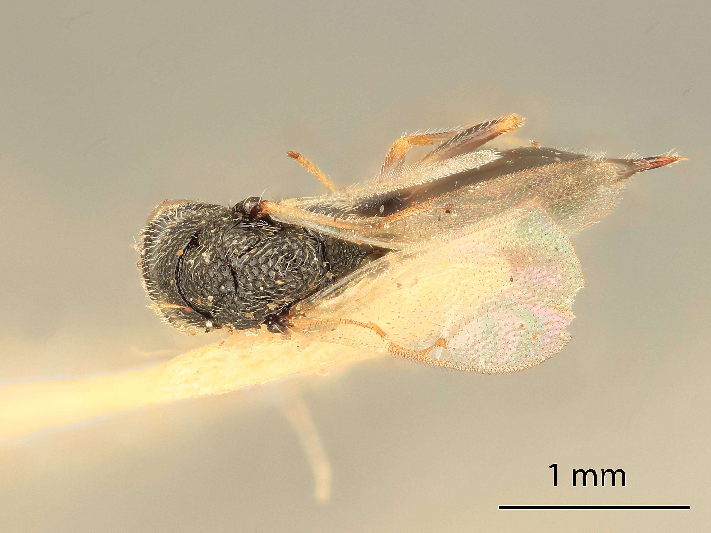 Image de Eurytoma compressa (Fabricius 1794)