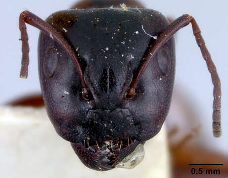 Image of Camponotus fallax (Nylander 1856)