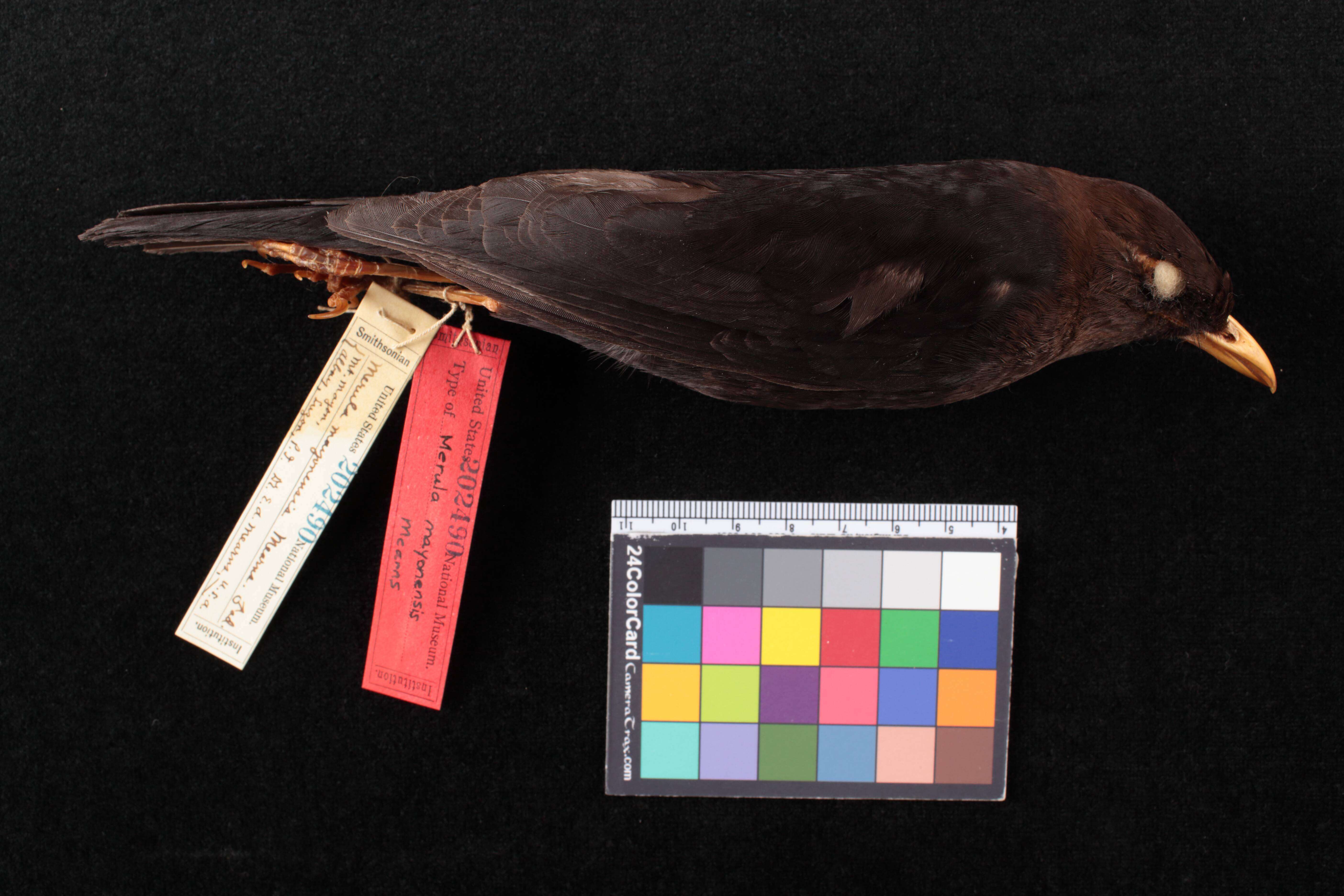Image of Turdus poliocephalus mayonensis (Mearns 1907)